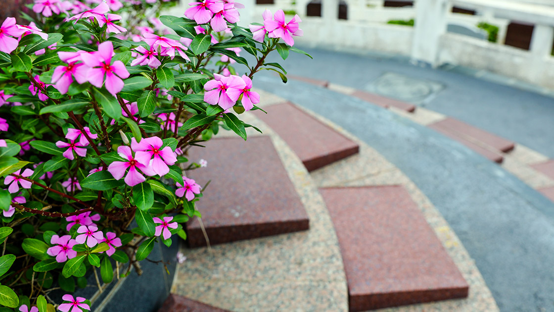 凤鸣苑一区，伴随花草景观1120.jpg