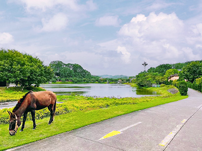 夏日湖面